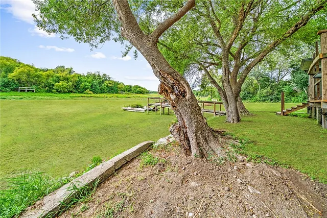 a park view with a large trees