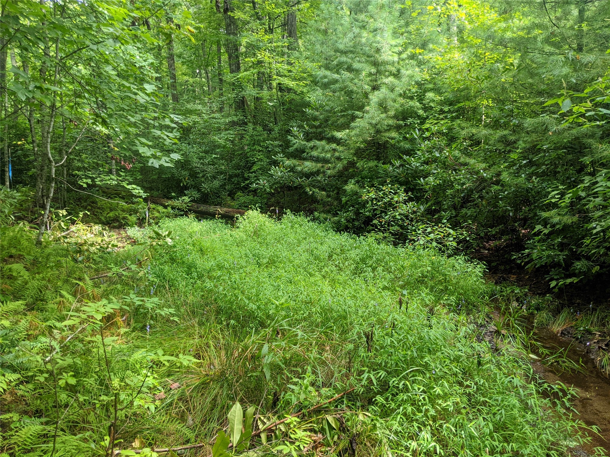 24 Southeast Ridge Road Cashiers, NC 28717 - Photo 10 of 27 Gallery Image 10