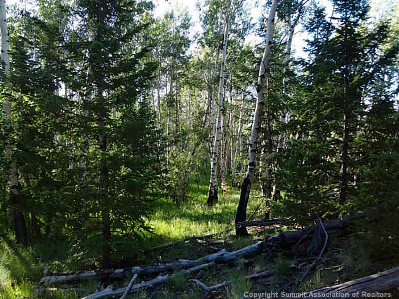 1051 Bellows Road Hartsel, CO 80449 - Photo 14 of 15 a view of a forest