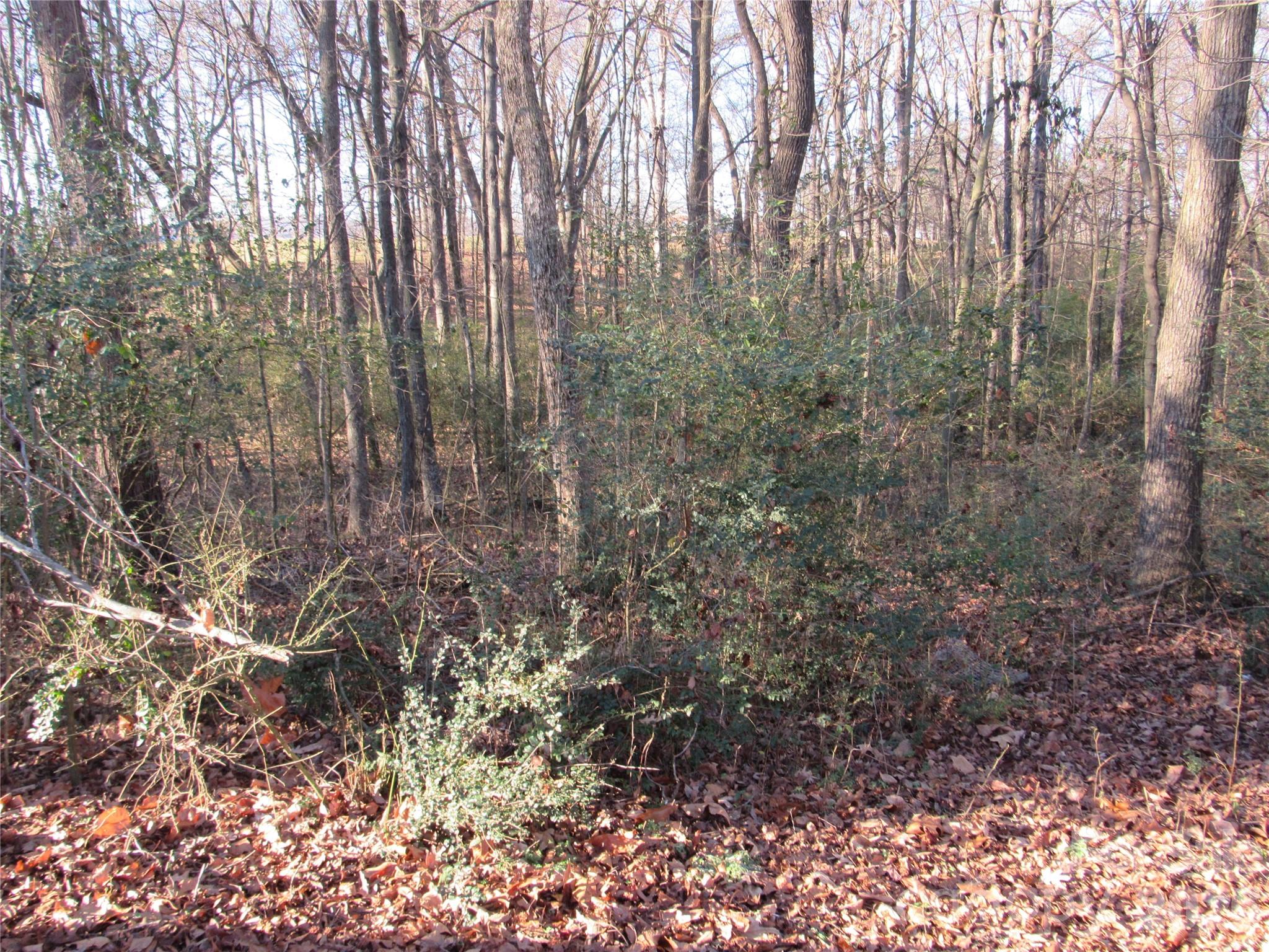 6825 Nance-Tarlton Road Marshville, NC 28103 - Photo 12 of 34 a view of a forest with lots of trees