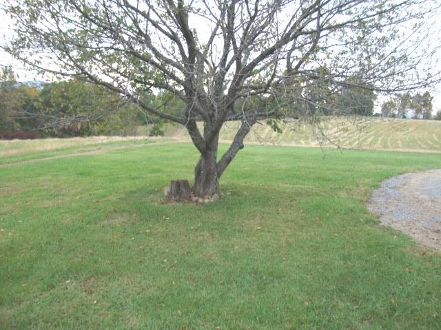 7891 Dickerson Mill Road Moneta, VA 24121 - Photo 8 of 17 Nice yard