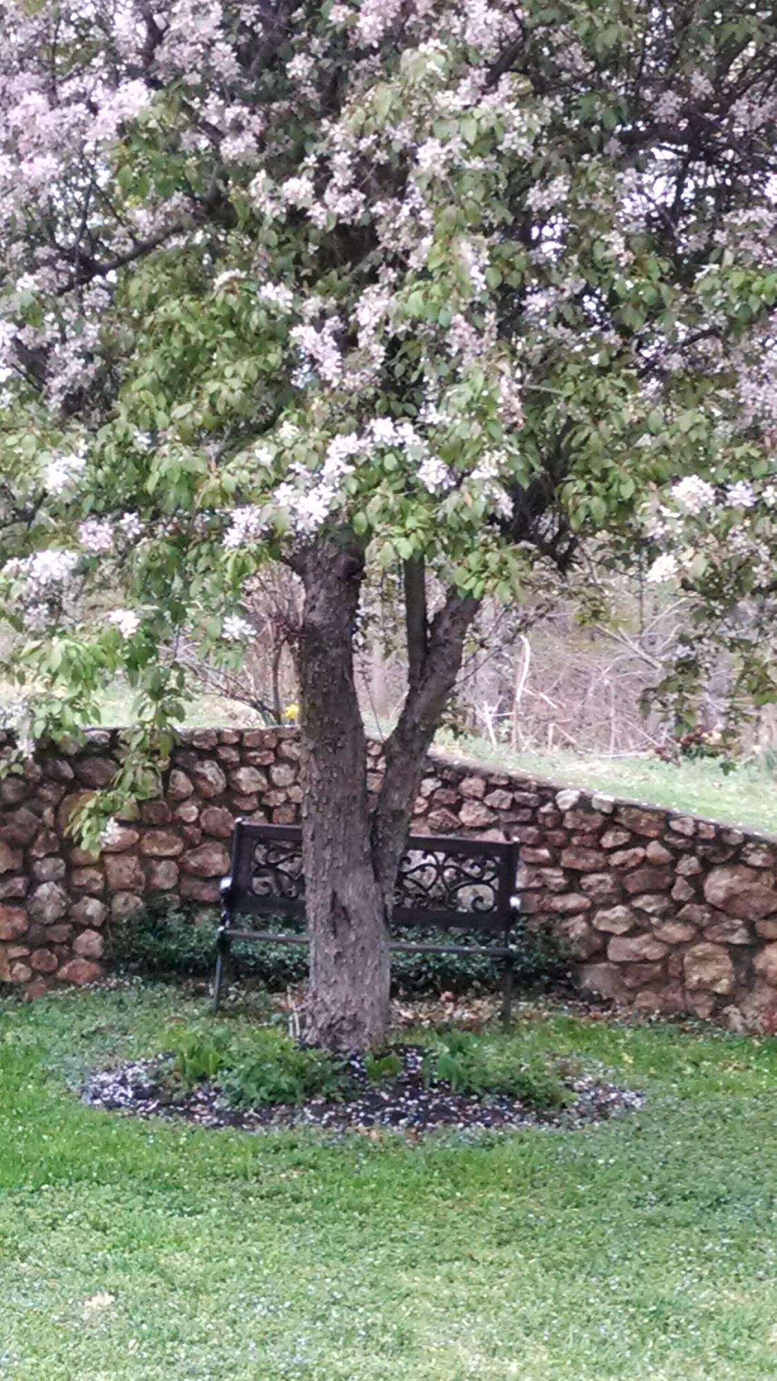886 Custers Ridge Road Boones Mill, VA 24065 - Photo 4 of 11 a view of a tree