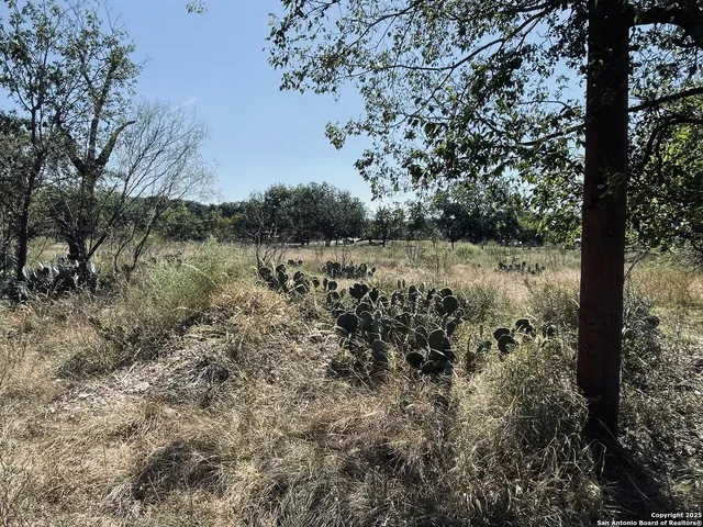 a view of a forest with trees