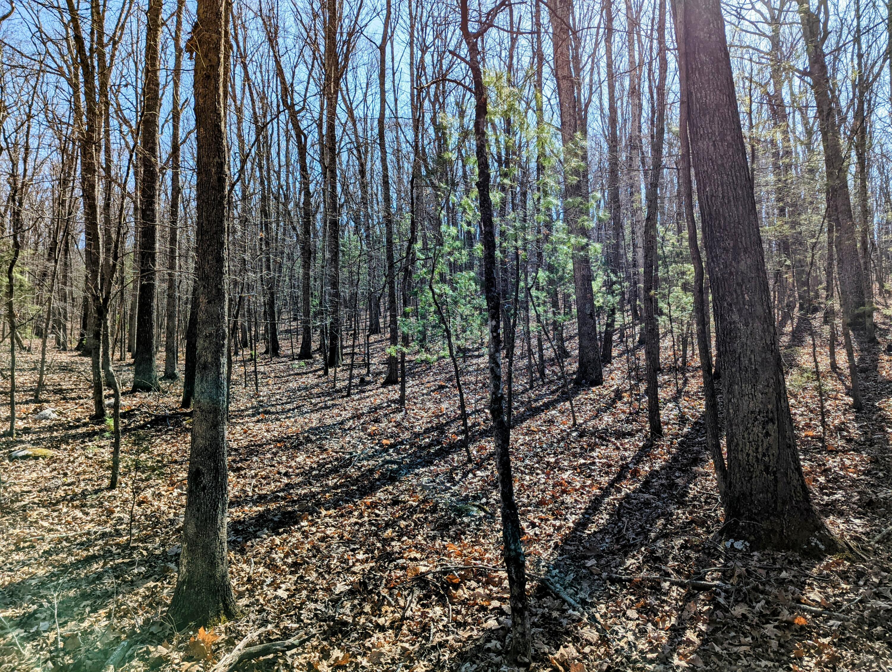 0 Pres Jackson Road Max Meadows, VA 24360 - Photo 2 of 12 a view of a forest