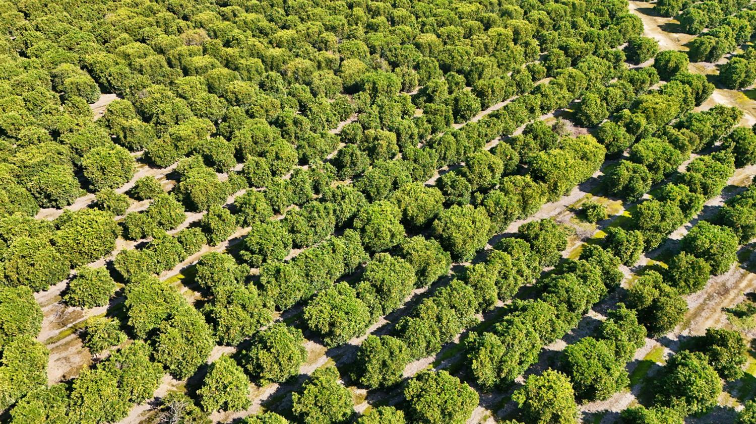 19188 East Trimmer Springs Road Sanger, CA 93657 - Photo 6 of 8 a view of a lush green field