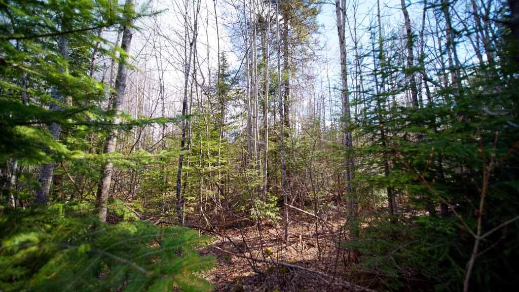 Lot 23 Mill Road East Orient, ME 04471 - Photo 17 of 28 land-me-cary-haney-6