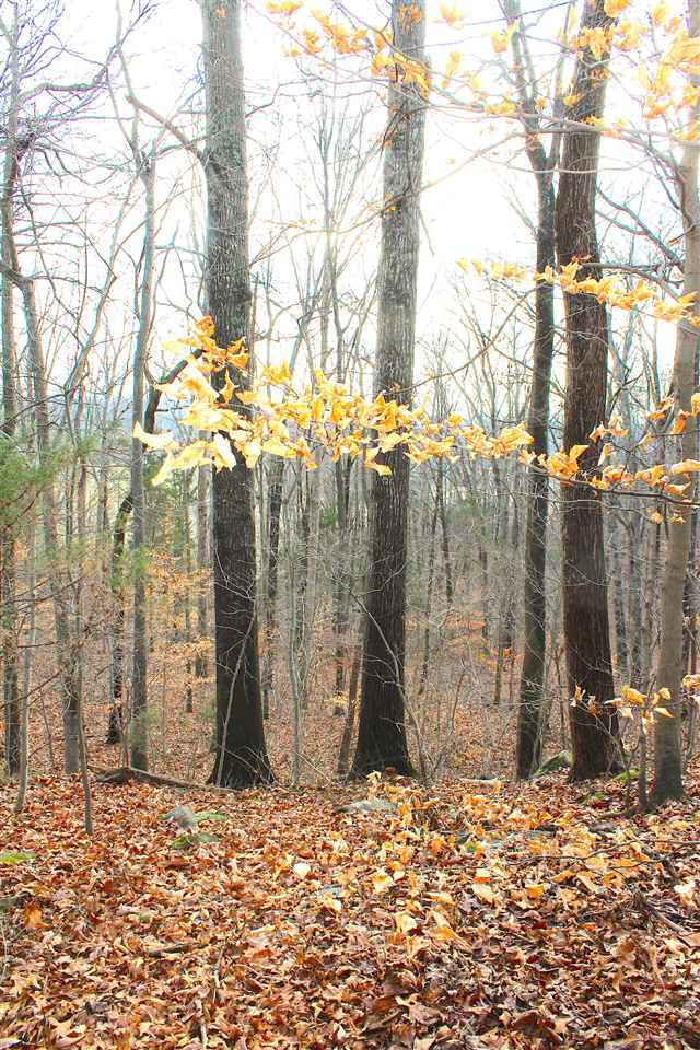 0 Ellis Cole Road Bowling Green, KY 42101 - Photo 15 of 23 Gallery Image 15