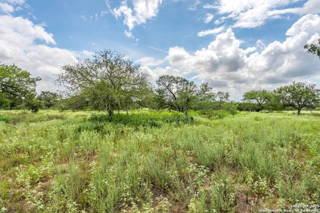 a view of a big yard with plants and large trees