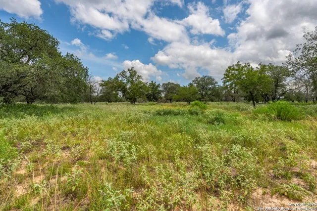 a view of a big yard with plants and large trees