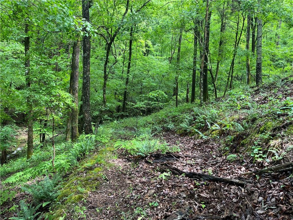 1720 Rebekah Ridge Road Talking Rock, GA 30175 - Photo 4 of 14 a view of a lush green forest