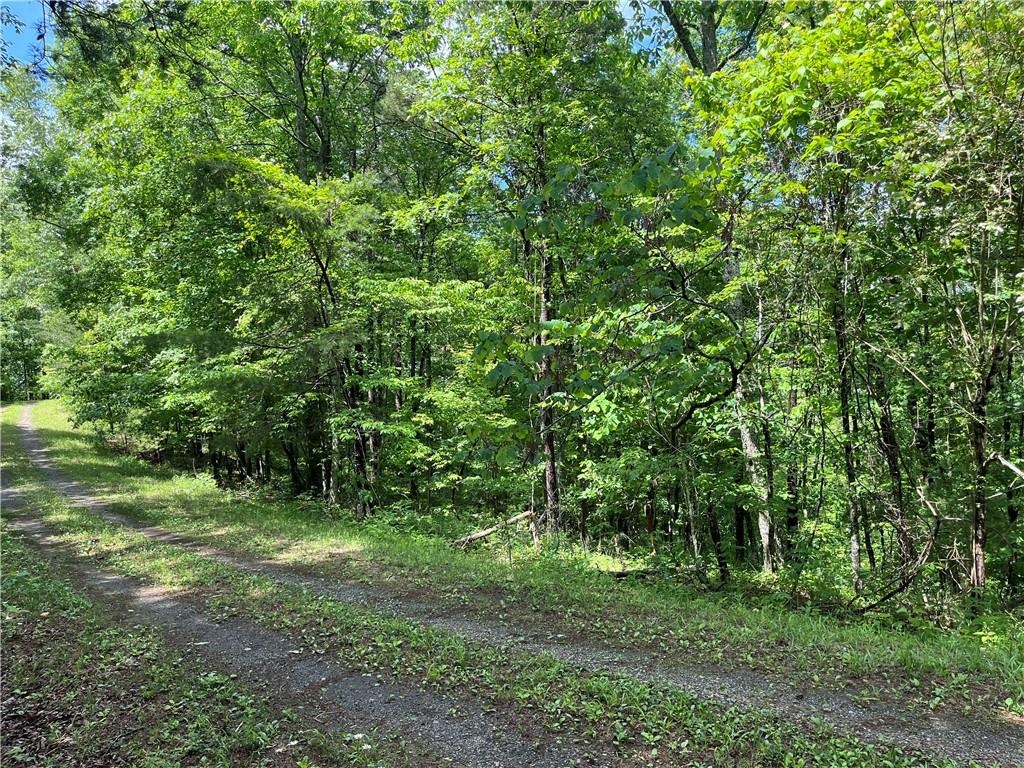 1720 Rebekah Ridge Road Talking Rock, GA 30175 - Photo 5 of 14 a view of a lush green forest