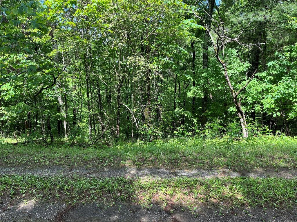 1720 Rebekah Ridge Road Talking Rock, GA 30175 - Photo 6 of 14 a view of a lush green forest