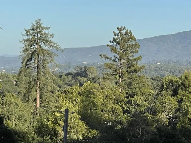 a plant that is in middle of garden