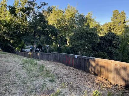 a view of a forest filled with trees