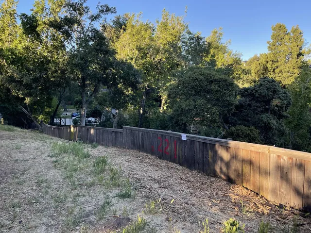 a view of a forest filled with trees