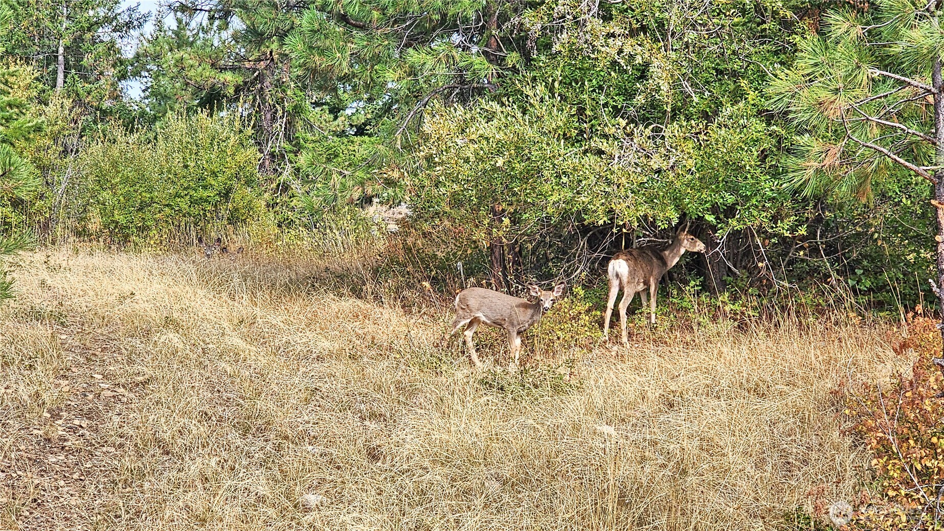 -lot B Grandview Road Ronald, WA 98940 - Photo 6 of 23