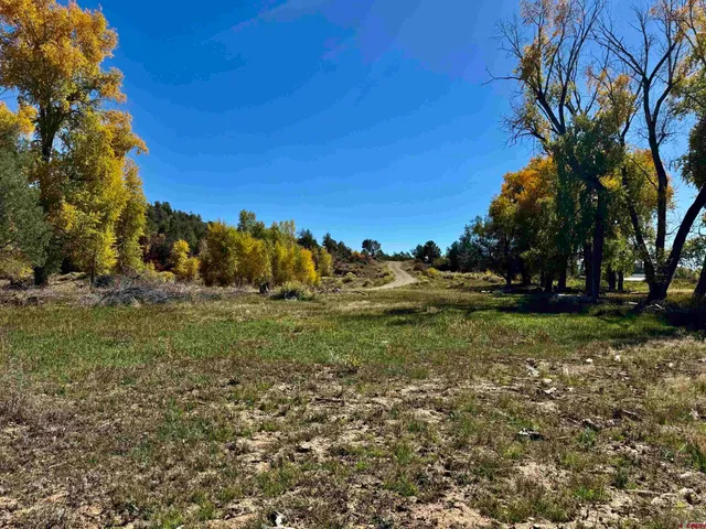 a view of a field with large trees