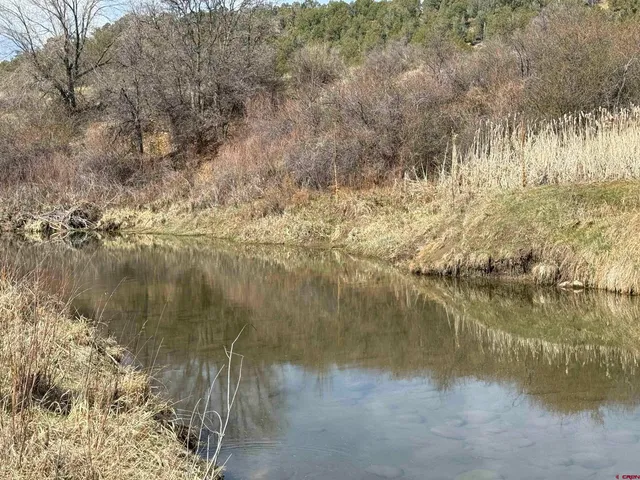 a view of a bunch of trees