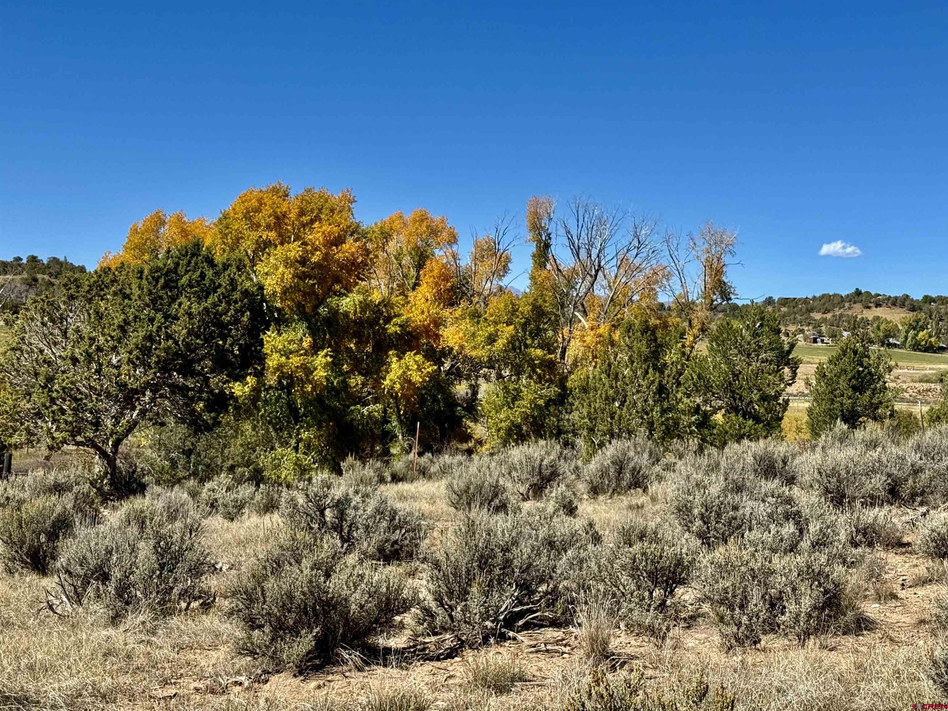 769-784 Bareback Lane Durango, CO 81303 - Photo 20 of 21 a view of a bunch of trees