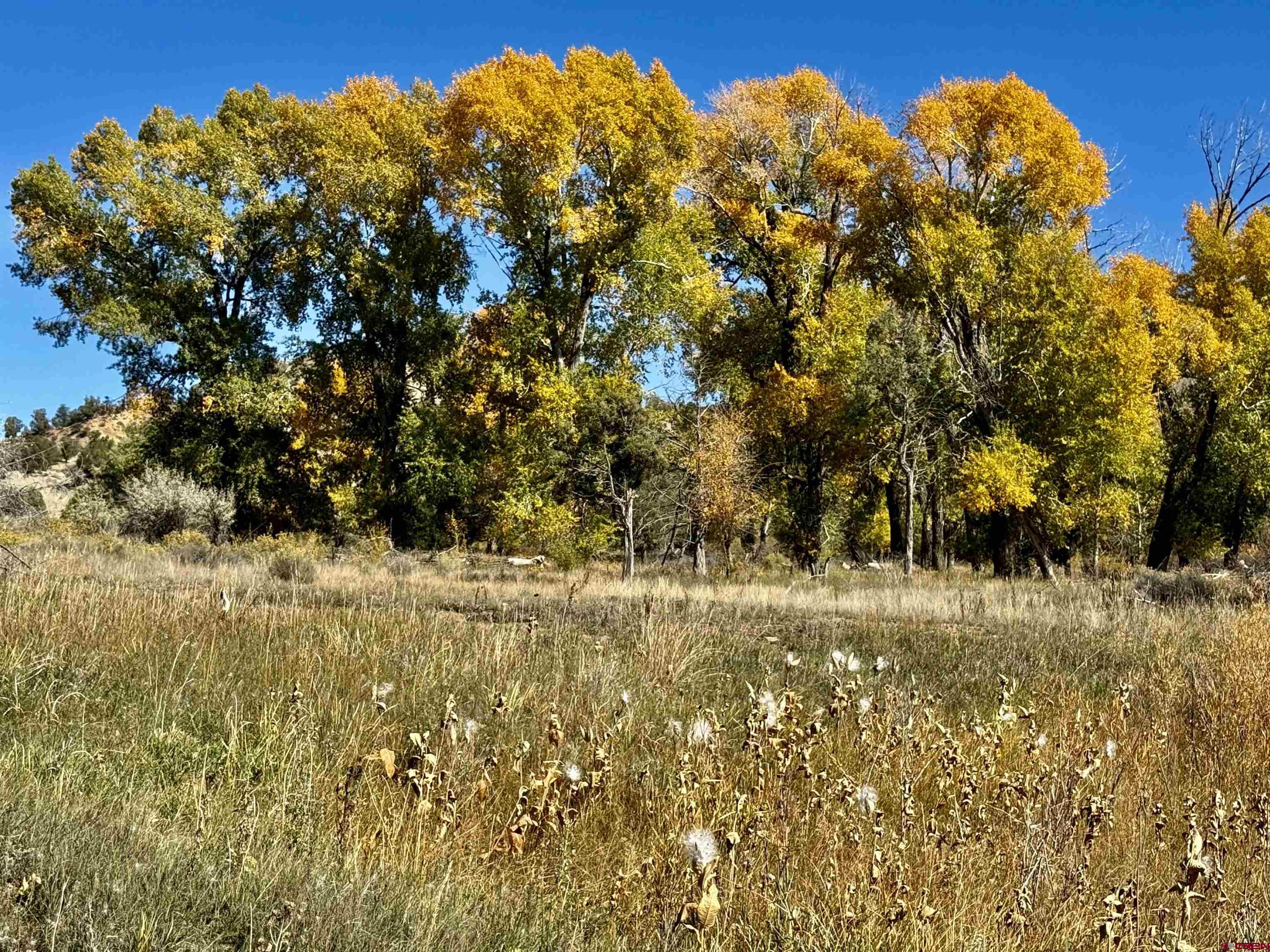 769-784 Bareback Lane Durango, CO 81303 - Photo 3 of 21 a view of a yard with a tree