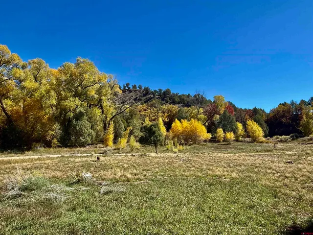 a view of a yard with a tree
