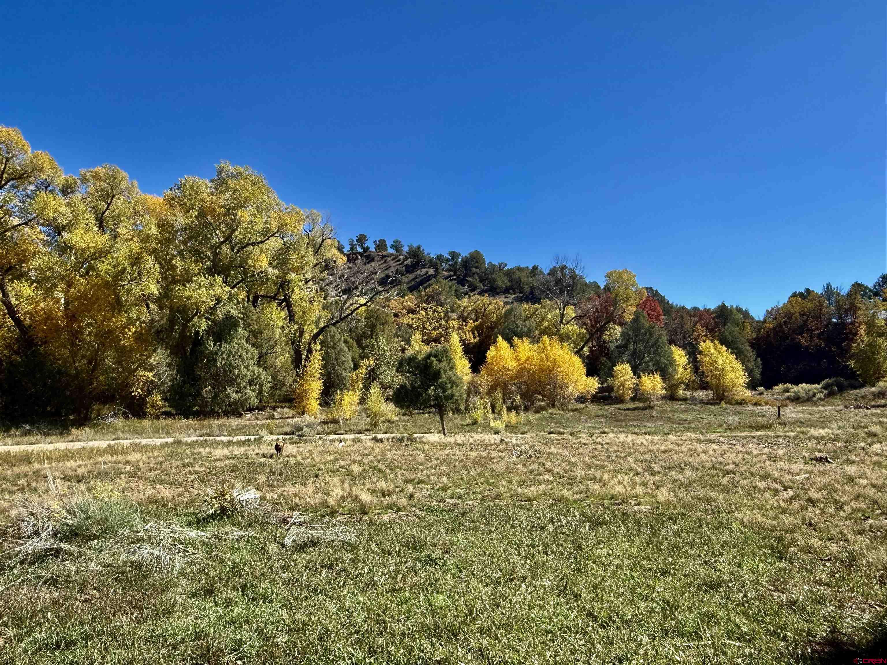 769-784 Bareback Lane Durango, CO 81303 - Photo 4 of 21 a view of a yard with a tree