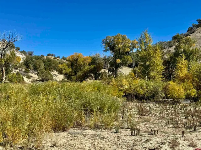 a view of a large yard with lots of plants and trees