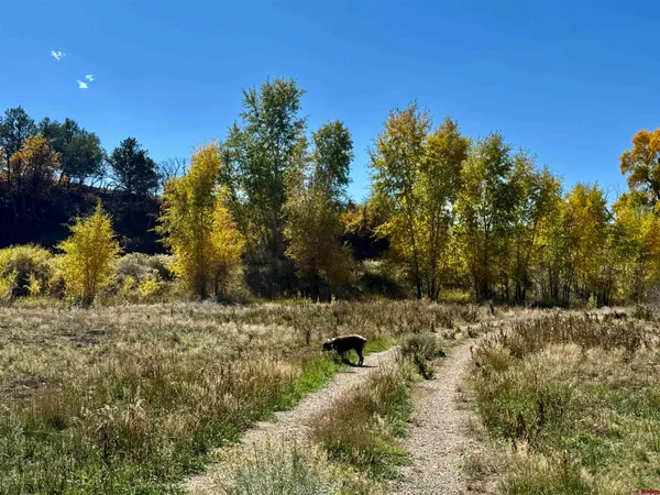 a view of a yard with trees
