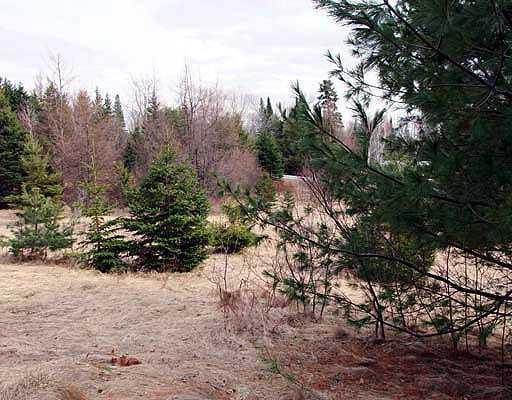 Lot 43 Highway 2 Lunenburg, VT 05906 - Photo 10 of 24 Land. Lots Of Volunteer Firs, Pines.