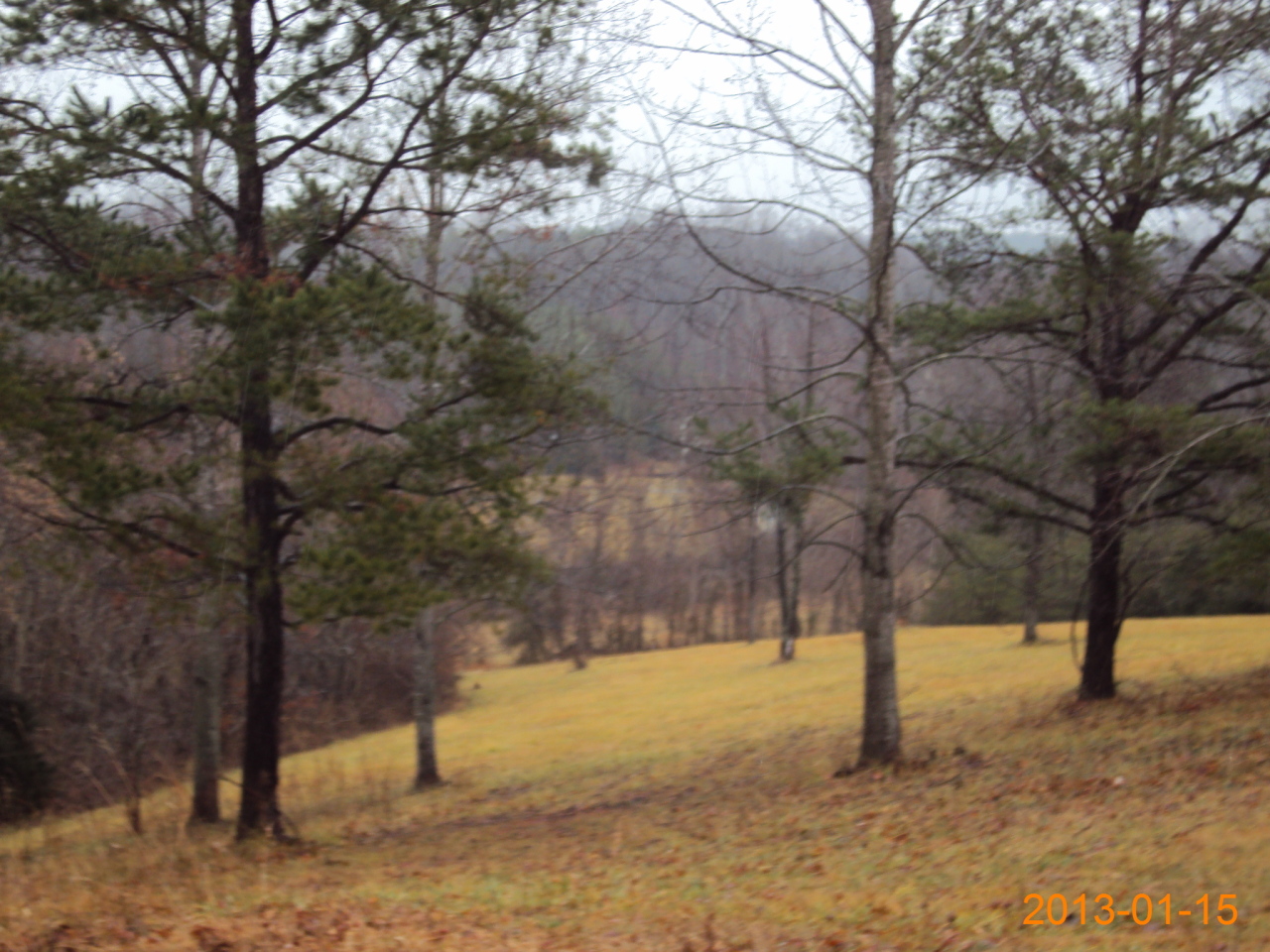 2662 Nester Road Thaxton, VA 24174 - Photo 3 of 12 a view of a yard with a tree