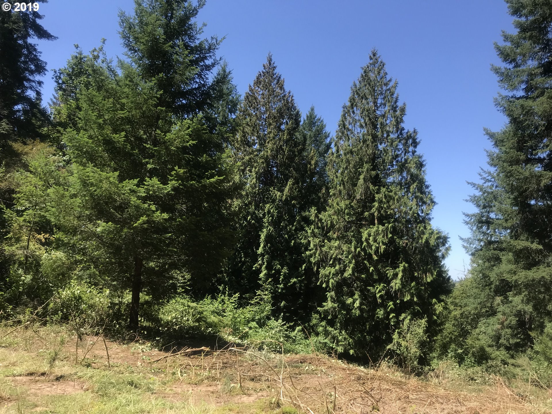 0 South Salo Road Mulino, OR 97042 - Photo 4 of 15 Gallery Image 4