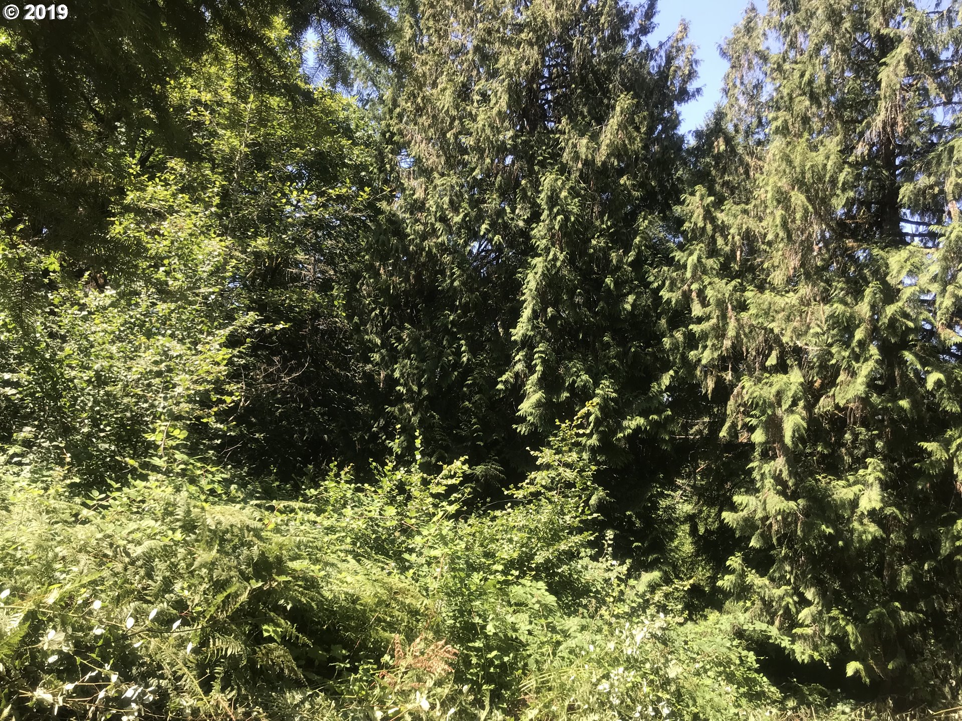 0 South Salo Road Mulino, OR 97042 - Photo 9 of 15 Gallery Image 9