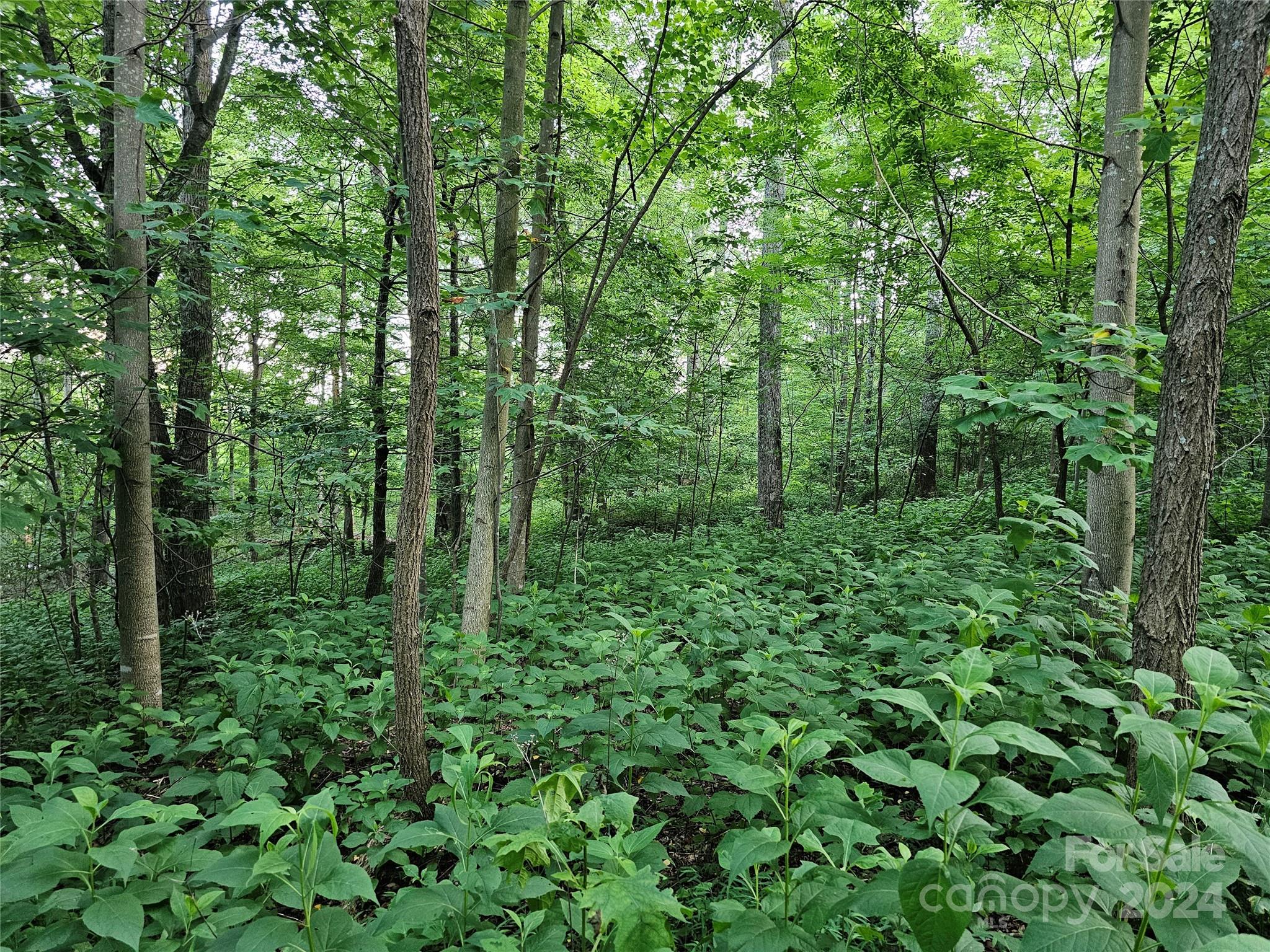 Tbd Matho Trace Lake Lure, NC 28746 - Photo 27 of 30 Gallery Image 27