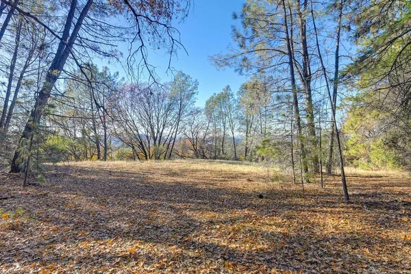 a view of a yard with trees