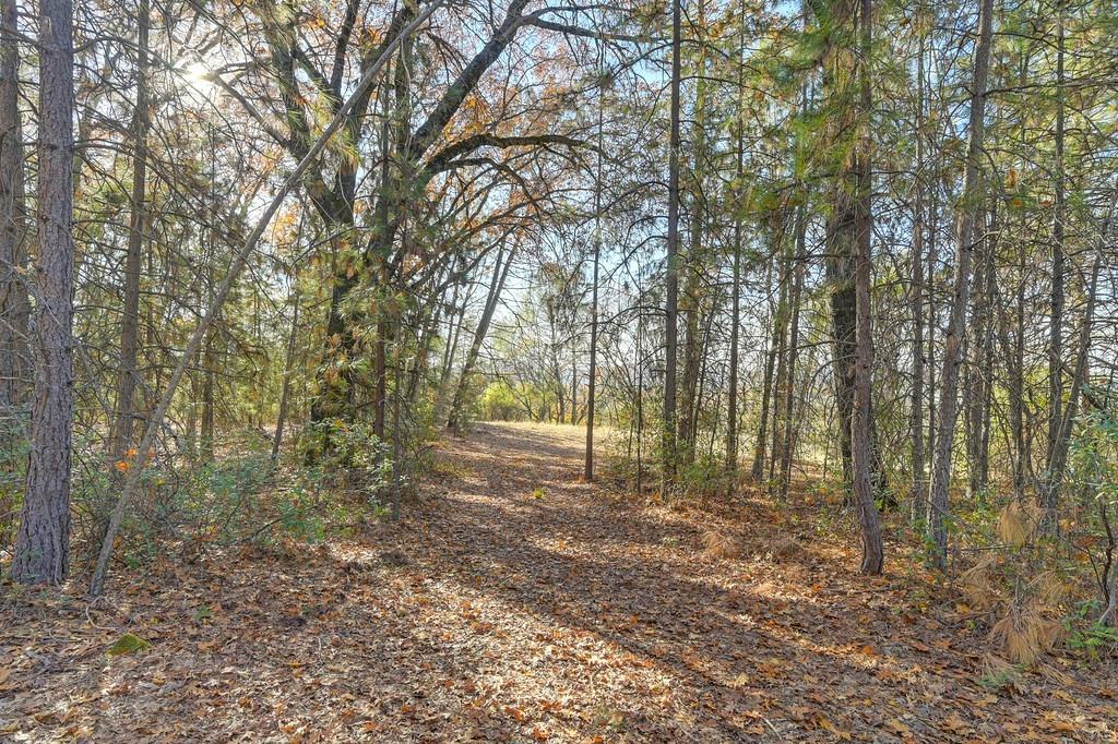 23050 Retherford Road Auburn, CA 95602 - Photo 18 of 39 a view of a forest with trees in the background