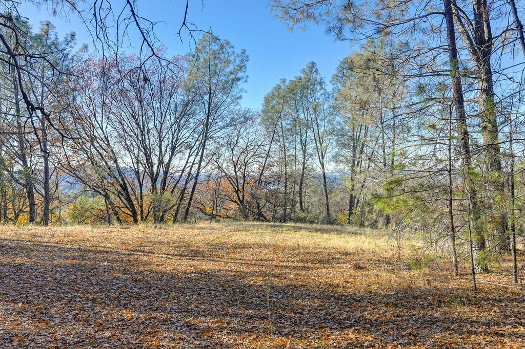 23050 Retherford Road Auburn, CA 95602 - Photo 19 of 39 a view of yard with trees
