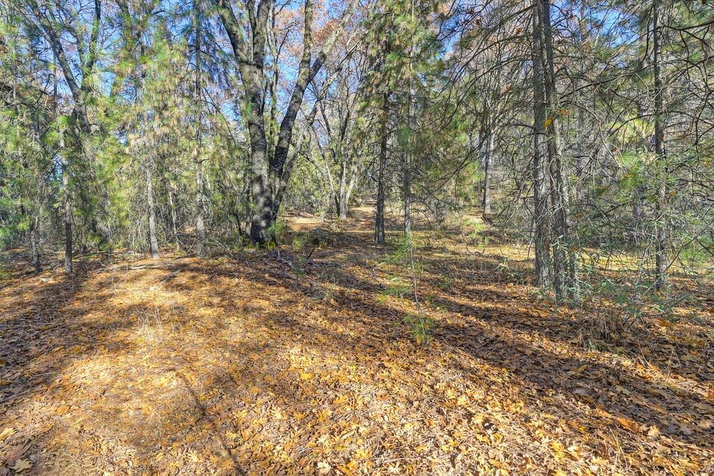 23050 Retherford Road Auburn, CA 95602 - Photo 20 of 39 a view of backyard with tree