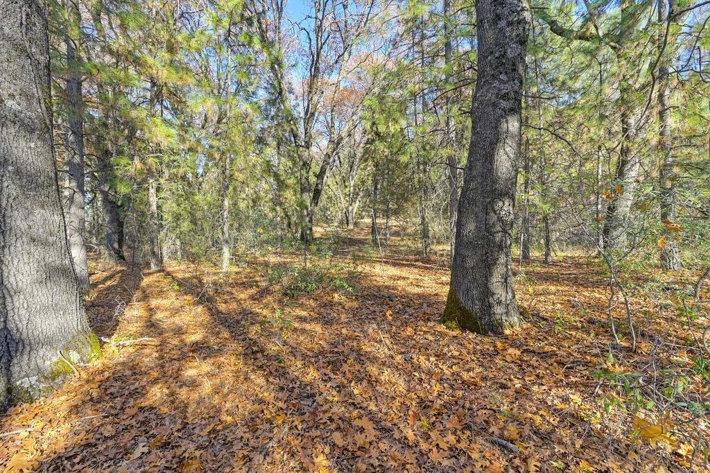 23050 Retherford Road Auburn, CA 95602 - Photo 21 of 39 a view of a yard with a tree