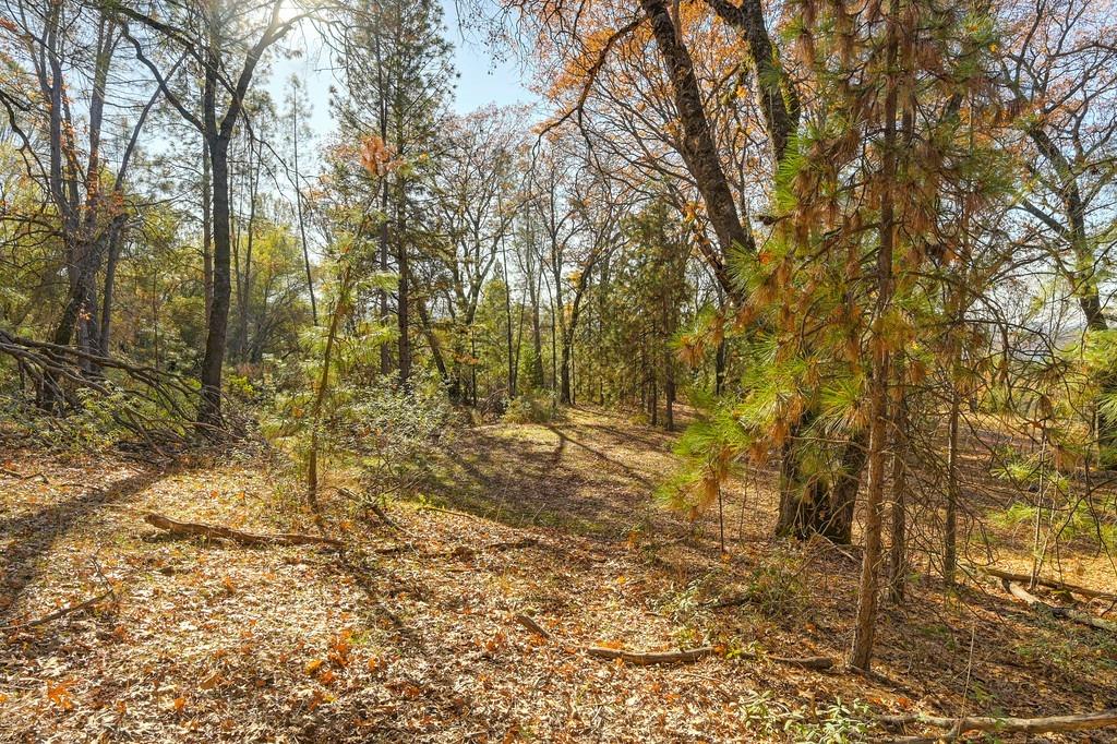 23050 Retherford Road Auburn, CA 95602 - Photo 23 of 39 a view of yard with large trees