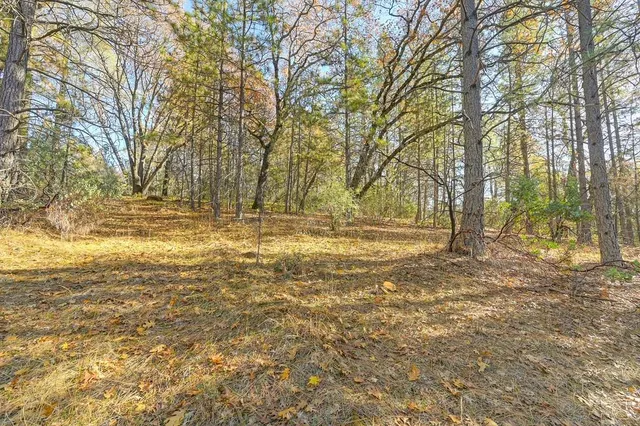 a view of yard with tree
