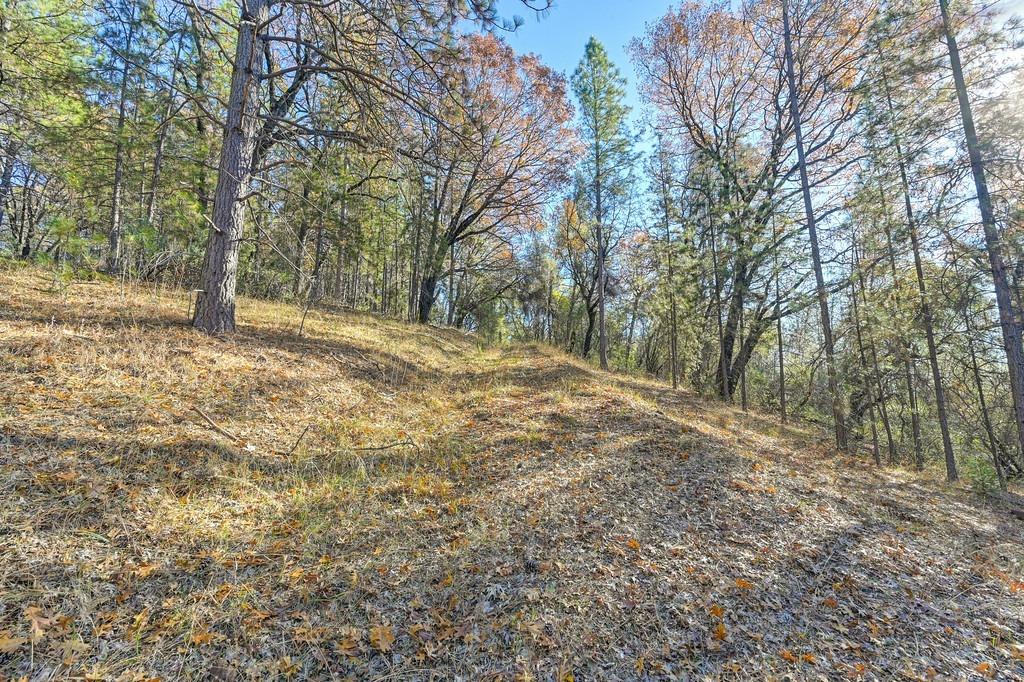 23050 Retherford Road Auburn, CA 95602 - Photo 27 of 39 a view of a yard with trees