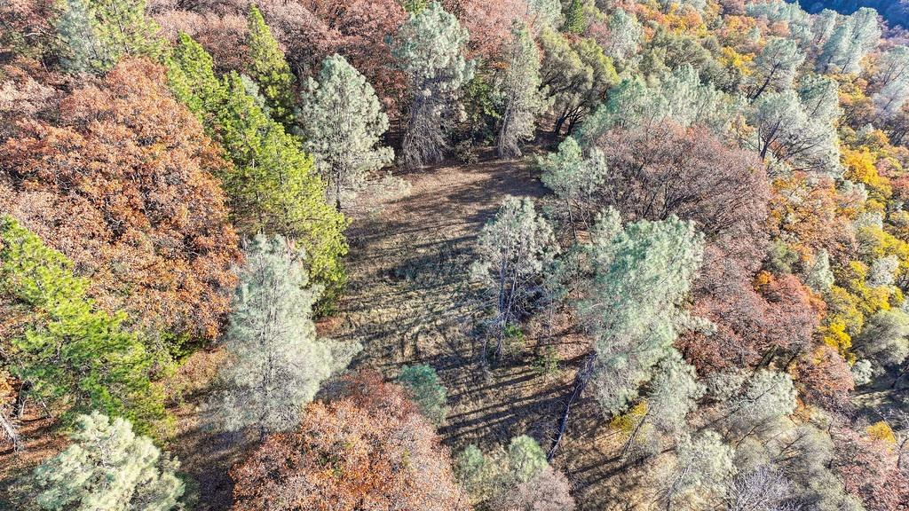 23050 Retherford Road Auburn, CA 95602 - Photo 32 of 39 a view of a forest with lots of trees