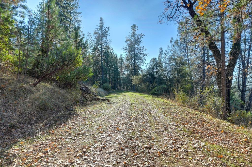 23050 Retherford Road Auburn, CA 95602 - Photo 5 of 39 a view of a forest with trees