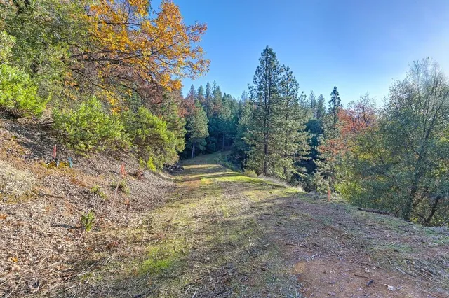 a view of a yard with trees