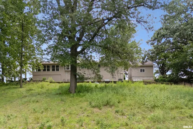 a view of a tree in a yard
