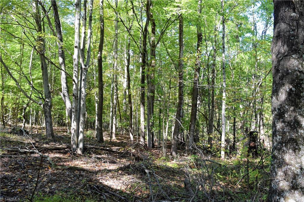 628 Peach Orchard Road Mayodan, NC 27027 - Photo 3 of 30 Beautiful acreage