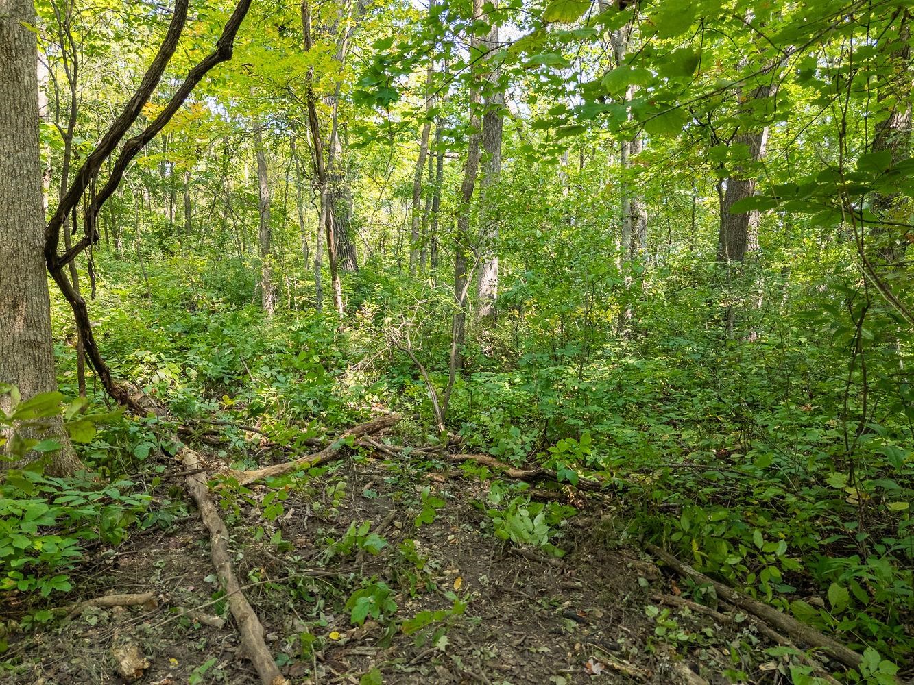 2-acres Meadow Loganville, WI 53943 - Photo 19 of 29