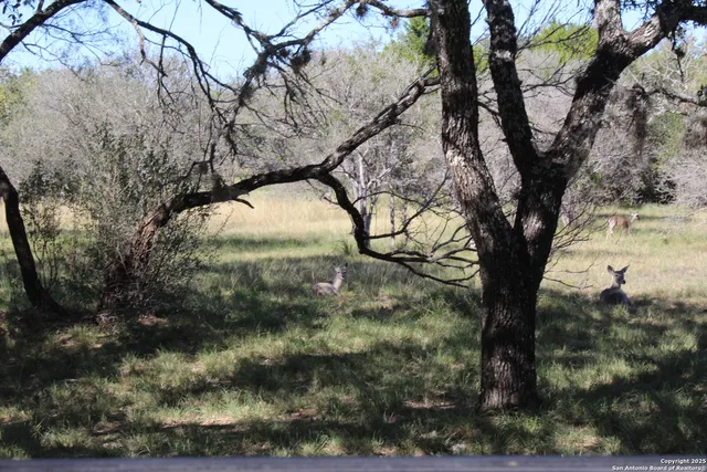 a view of a yard with a tree