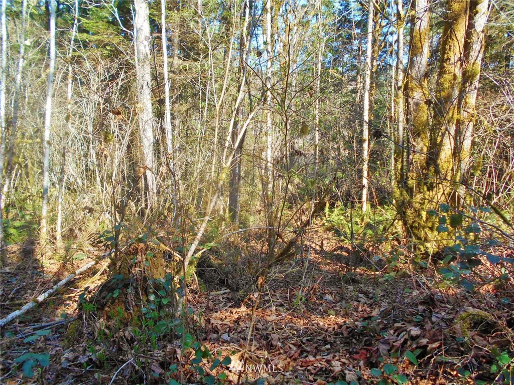 0 D Olin Road Quilcene, WA 98376 - Photo 11 of 20