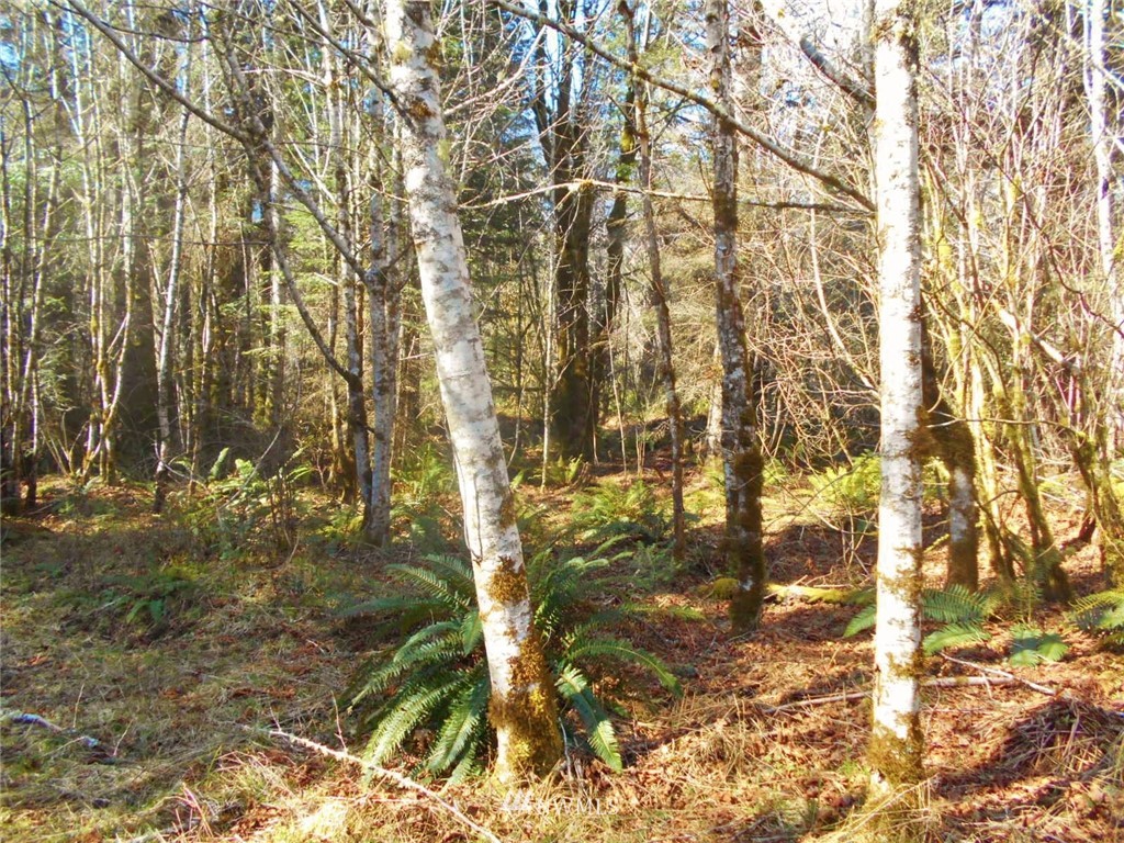 0 D Olin Road Quilcene, WA 98376 - Photo 12 of 20